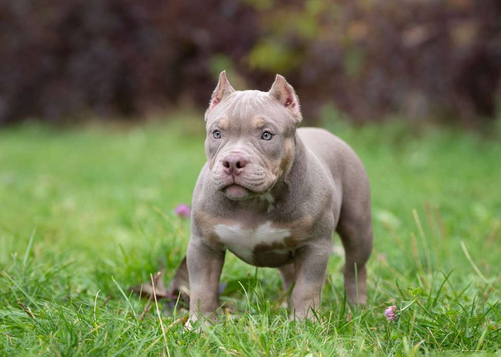 Собаки в Санкт-Петербурге: Предлагаются к продаже щенки американского булли  Девочка, 100 000 руб. - фото 6