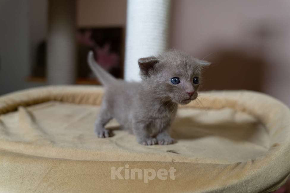 Кошки в Санкт-Петербурге: КОТЯТА Манчкин коротколапые Мальчик, 38 000 руб. - фото 4