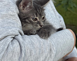 Кошки в Санкт-Петербурге: Котенок Вафля Девочка, Бесплатно - фото 7