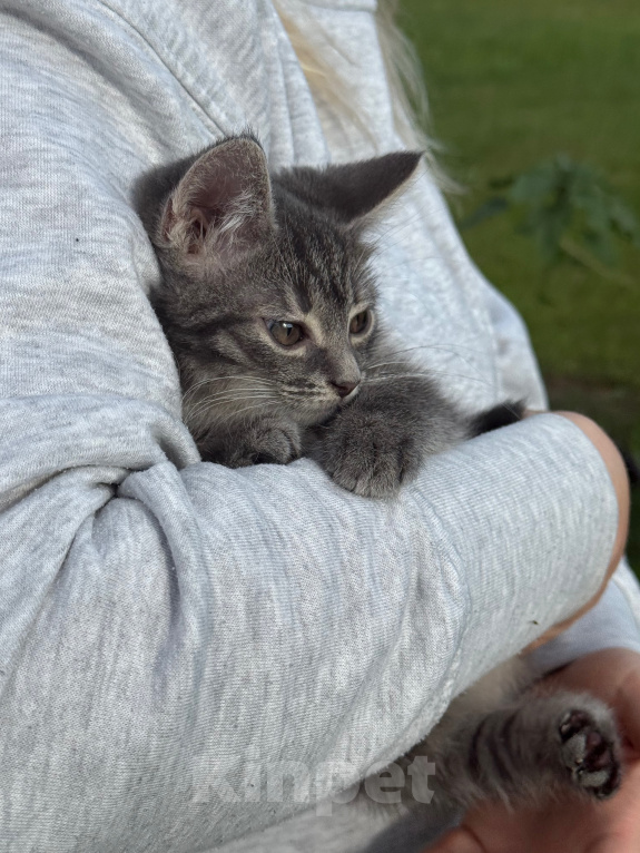 Кошки в Санкт-Петербурге: Котенок Вафля Девочка, Бесплатно - фото 7