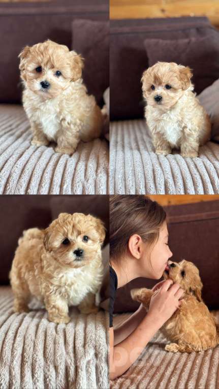 Собаки в Новосибирске: Мальтипу f1 щенок Мальчик, 100 000 руб. - фото 2