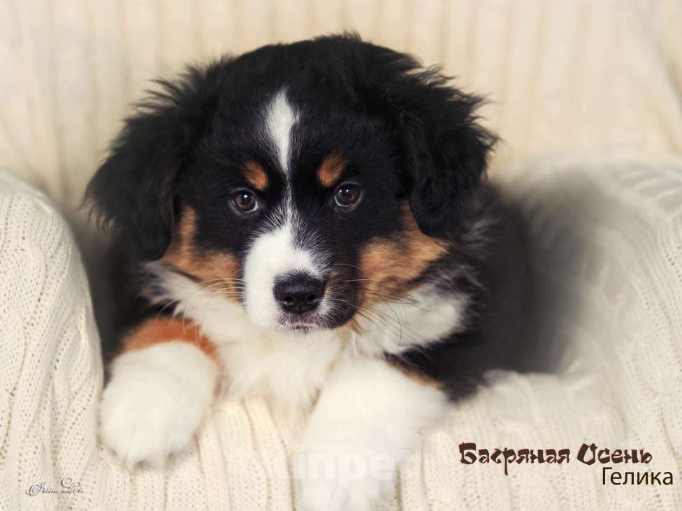 Собаки в других городах Московской области: Продается девочка миниаусси Девочка, 60 000 руб. - фото 6