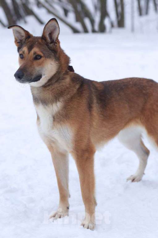 Собаки в Москве: Красивая энергичная лисичка Цири ищет дом, 2.5 года. Девочка, 1 руб. - фото 2