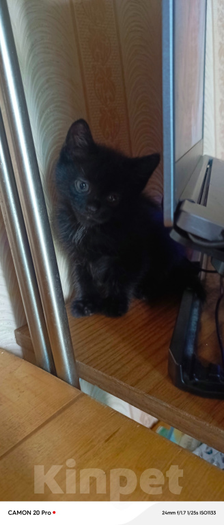 Кошки в Нижнем Тагиле: Котята бесплатно Мальчик, Бесплатно - фото 1