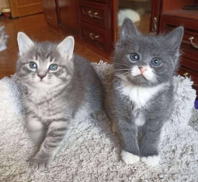 Кошки в Москве: Сесенькая с белым Девочка, 1 000 руб. - фото 4