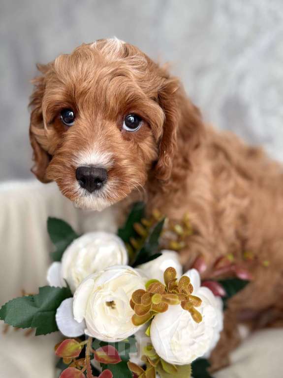 Собаки в Москве: Кавапу щенок Мальчик, Бесплатно - фото 1