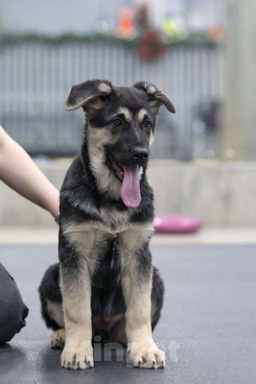 Собаки в Челябинске: Наука из Третьяковской галереи Девочка, 40 000 руб. - фото 3