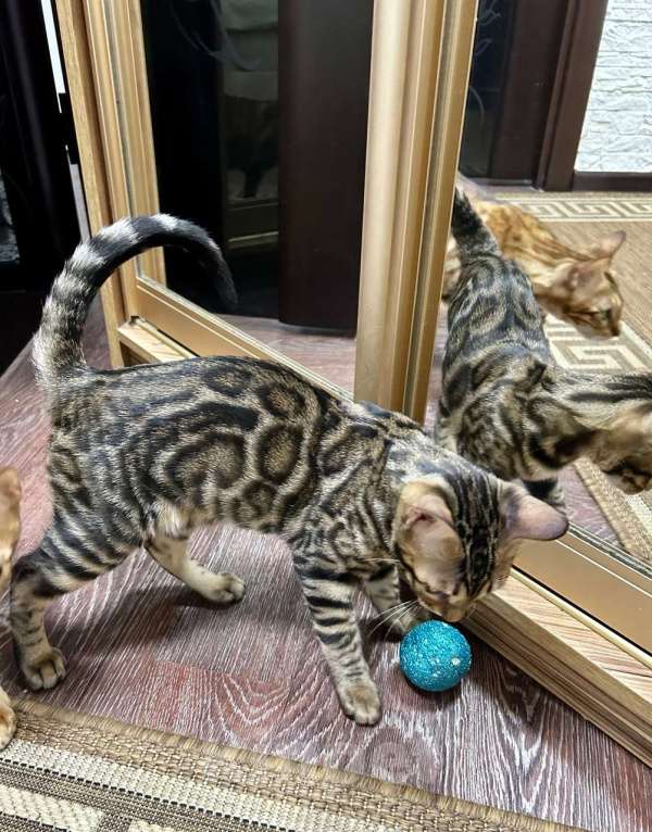 Кошки в Роднике: Бенгальский мальчик Мальчик, Бесплатно - фото 3