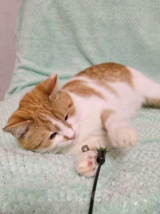 Кошки в Москве: Стёпушка ищет дом  Мальчик, Бесплатно - фото 3