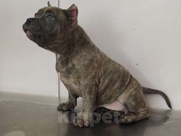 Собаки в Владивостоке: Топовый щенок Американского Булли Мальчик, 150 000 руб. - фото 3