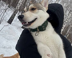 Собаки в Новосибирске: Ищу семью щенкам метисам хаски–алабай Юки и Мизуки Разнополые, Бесплатно - фото 6