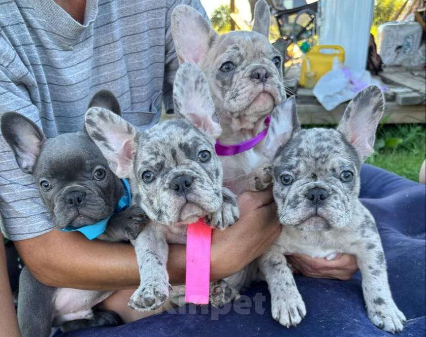 Собаки в Санкт-Петербурге: Продам щенков французского бульдога Девочка, 50 000 руб. - фото 6