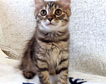 Кошки в Москве: Маленькая полосатая кото-рысь ищет дом Девочка, 10 руб. - фото 1