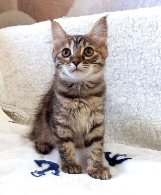 Кошки в Москве: Маленькая полосатая кото-рысь ищет дом Девочка, 10 руб. - фото 1