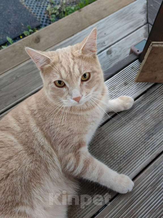 Кошки в Москве: Потерялся кот Мальчик, 25 000 руб. - фото 2