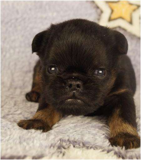 Собаки в Москве: БЬЮТИ Мальчик, 90 000 руб. - фото 2