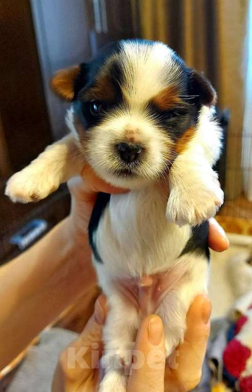 Собаки в Наро-Фоминске: Щенки Бивер-Йорка Девочка, 55 000 руб. - фото 2