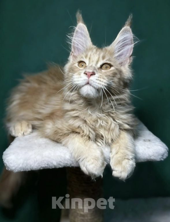 Кошки в Верхнем Салде: Роскошный котенок Мейн-кун с отличными породными данными (Шоу-класс) Мальчик, 60 000 руб. - фото 1