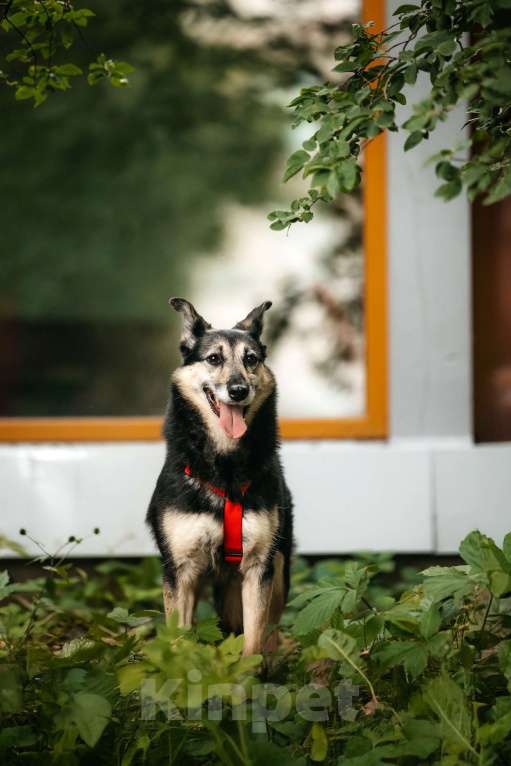 Собаки в Москве: Милая Элси в добрые руки Девочка, Бесплатно - фото 9