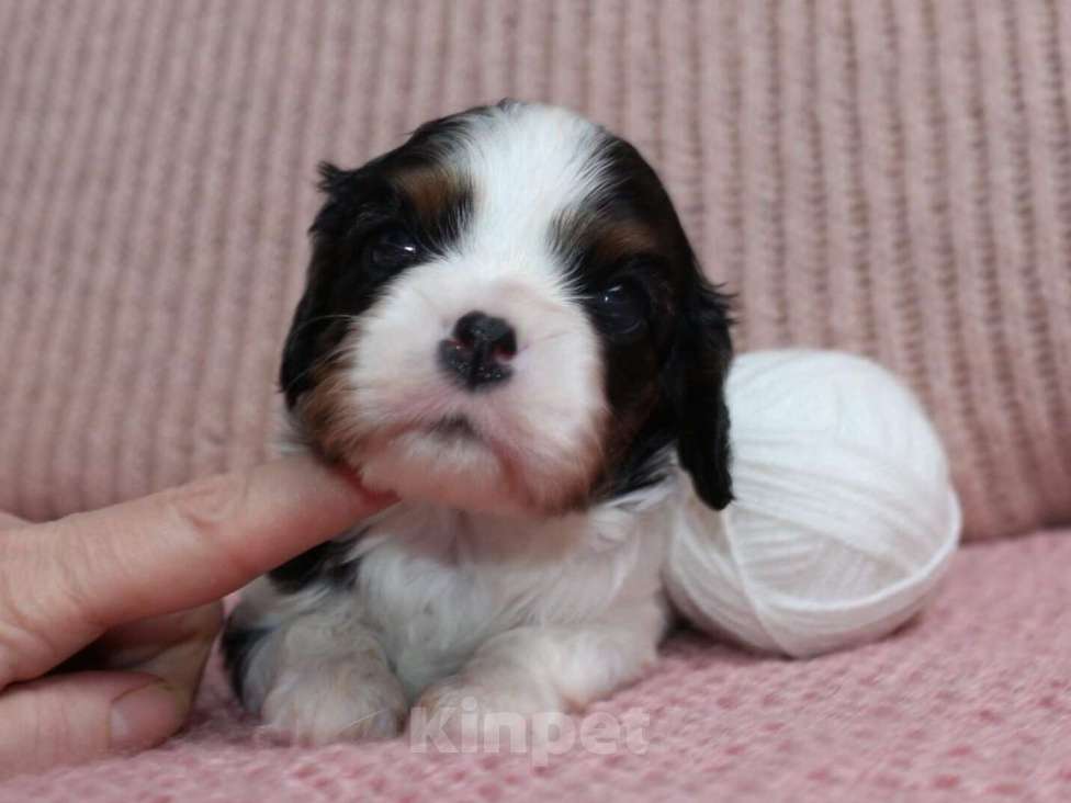 Собаки в Старом Осколе: Девочка триколор кавалер кинг чарльз спаниель Девочка, 100 000 руб. - фото 3