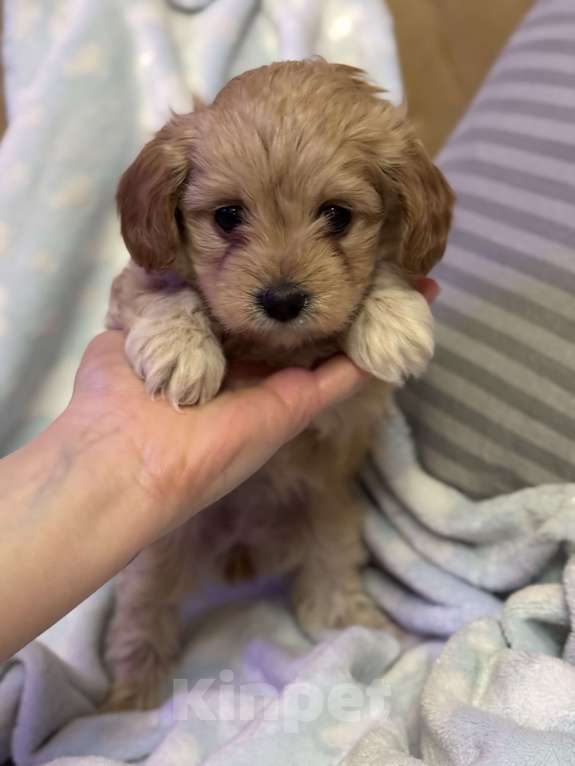 Собаки в Азове: Мальтипу Девочка, 50 000 руб. - фото 1