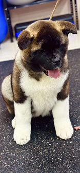 Шикарная девочка Американской Акиты