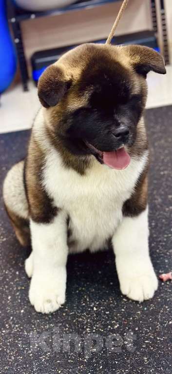 Собаки в Москве: Шикарная девочка Американской Акиты Девочка, 60 000 руб. - фото 1