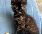 Кошки в Санкт-Петербурге: Корица (Koritsa) Девочка, 60 000 руб. - фото 2