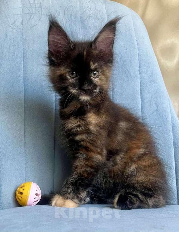 Кошки в Санкт-Петербурге: Корица (Koritsa) Девочка, 60 000 руб. - фото 2