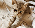 Кошки в Балашихе: Котята Девочка, Бесплатно - фото 8
