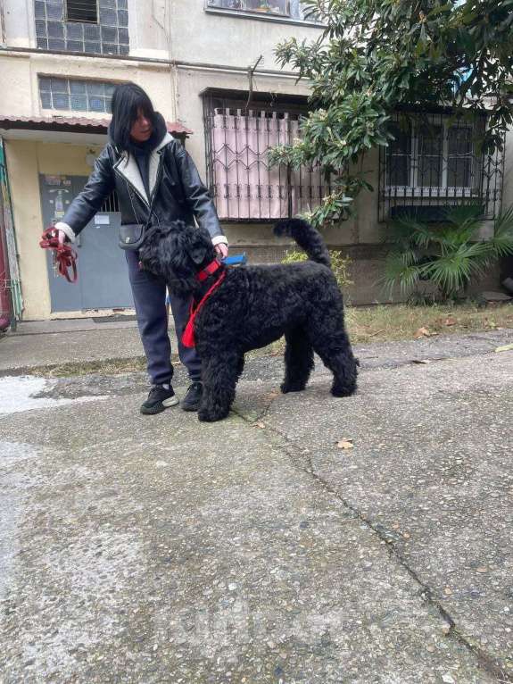 Собаки в Апшеронске: Русский Черный Терьер Вязка  Мальчик, Бесплатно - фото 4