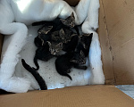 Кошки в других городах Московской области: Маленькие котята Девочка, Бесплатно - фото 1