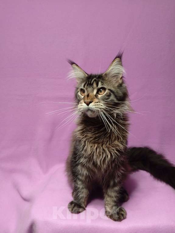 Кошки в Краснодаре: Котёнок мейн-кун Мальчик, 25 000 руб. - фото 2