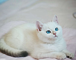 Кошки в Краснодаре: Британские котята золотая голубая шиншилла Девочка, 20 000 руб. - фото 3