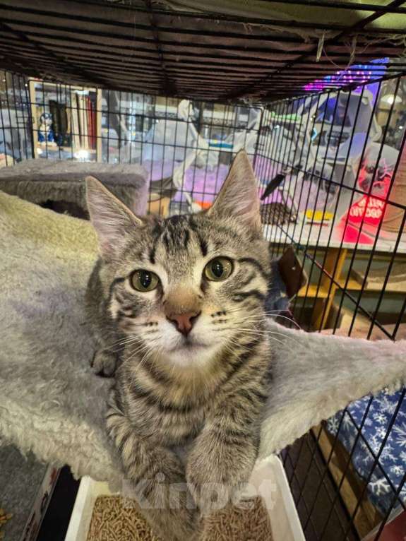 Кошки в Москве: Милый котёнок в добрые руки  Мальчик, Бесплатно - фото 4