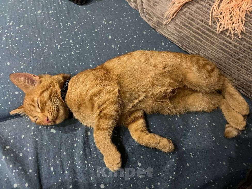 Кошки в Москве: Рыжий котёнок Мальчик, Бесплатно - фото 5