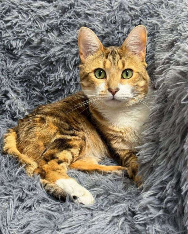 Кошки в Москве: Котик, который уже два года ищет дом Мальчик, Бесплатно - фото 3