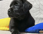 Собаки в других городах Московской области: Черный щенок лабрадора Девочка, 80 000 руб. - фото 1