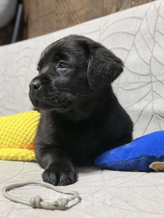 Собаки в других городах Московской области: Черный щенок лабрадора Девочка, 80 000 руб. - фото 1