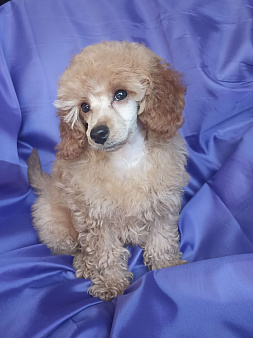 Девочка миниатюрного пуделя РКФ