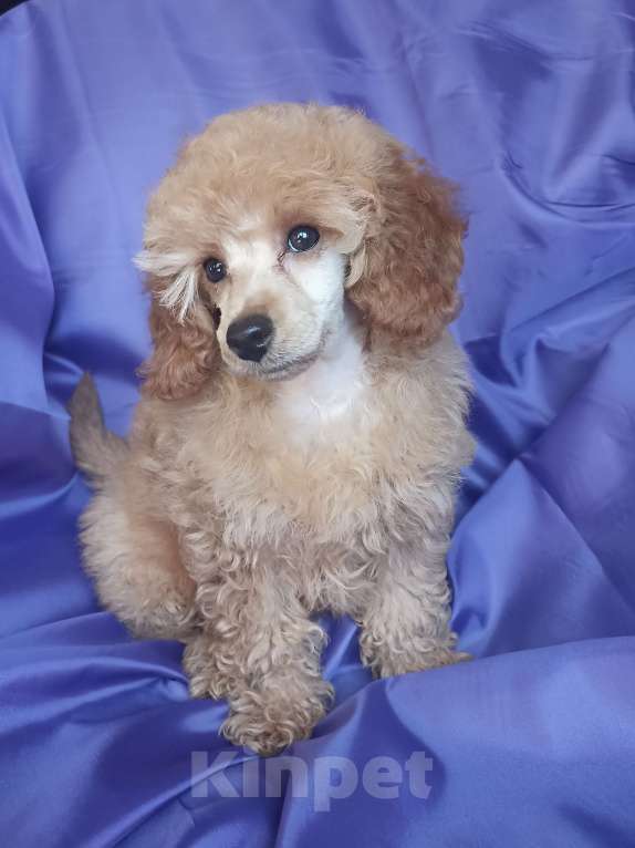 Собаки в Санкт-Петербурге: Девочка миниатюрного пуделя РКФ Девочка, 90 000 руб. - фото 1