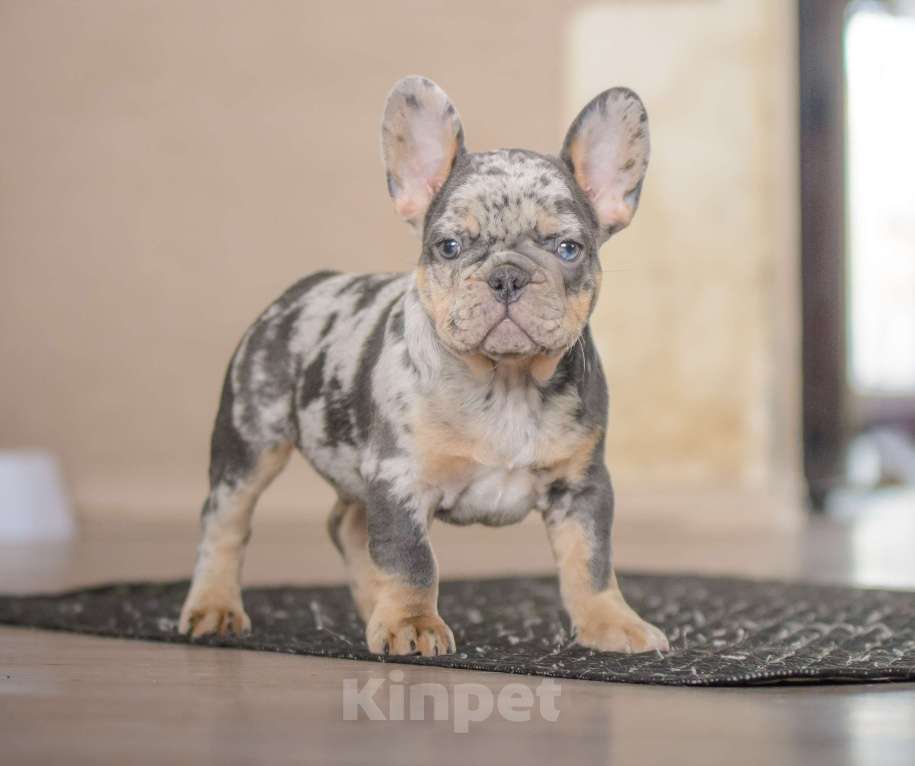 Собаки в Белгороде: Французский бульдог щенки Мальчик, 200 000 руб. - фото 1