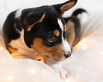 Собаки в Санкт-Петербурге: Щенок басенджи триколор 2 мес -мальчик Мальчик, 95 000 руб. - фото 10