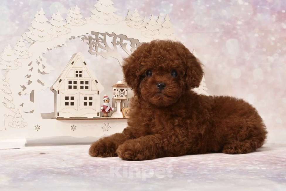 Собаки в других городах Московской области: Щенок мальчик Тедди Пудель Мальчик, 150 000 руб. - фото 3