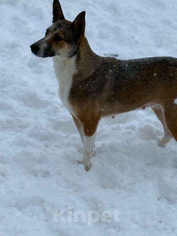 Собаки в других городах Владимирской области: Красивая и добрая собака в добрые руки бесплатно Девочка, Бесплатно - фото 2