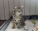 Кошки в других городах Московской области: Шотландский вислоухий котик Мальчик, 18 000 руб. - фото 1