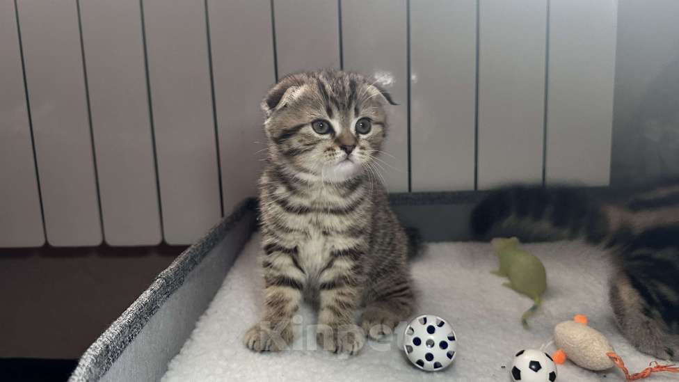 Кошки в других городах Московской области: Шотландский вислоухий котик Мальчик, 18 000 руб. - фото 1