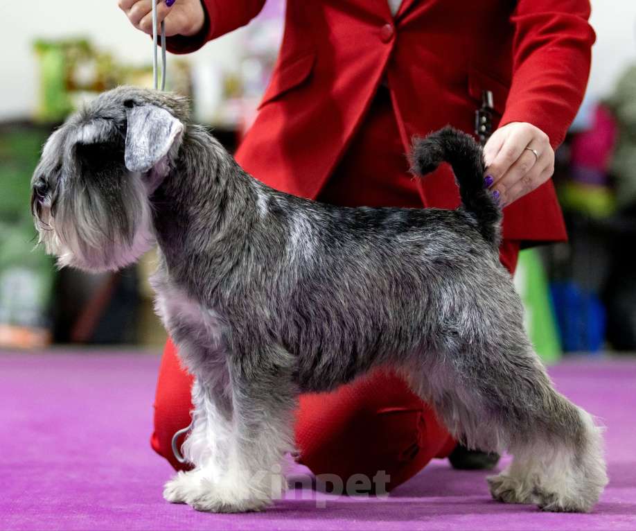 Собаки в Москве: Щенок цвергшнауцера Девочка, Бесплатно - фото 1