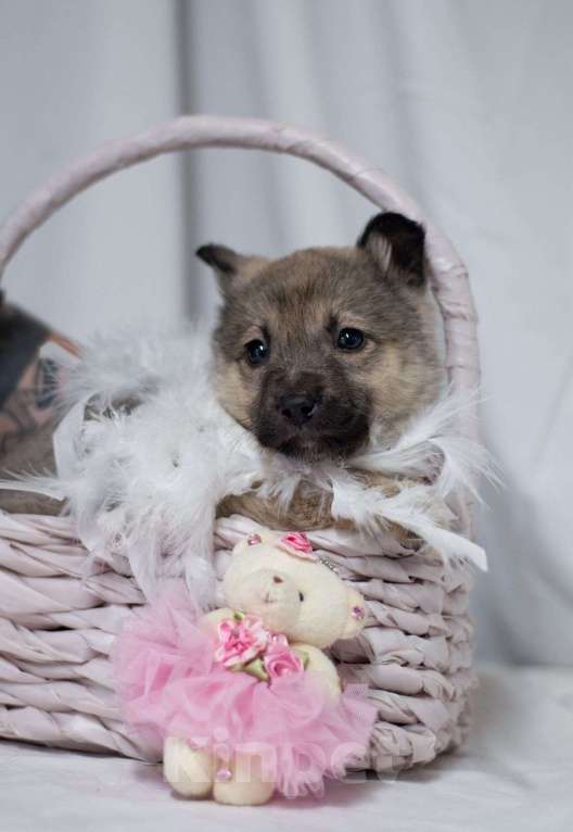 Собаки в Ногинске: Малышка Пипу в поисках дома Девочка, Бесплатно - фото 7