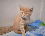 Кошки в Усолье: Золотой котик, приносит удачу и достаток, 500 руб. - фото 4